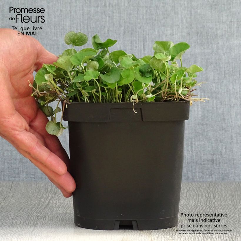 Dichondra repens sample as delivered in spring