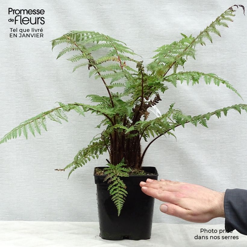 Dicksonia squarrosa - Tree Fern sample as delivered in winter