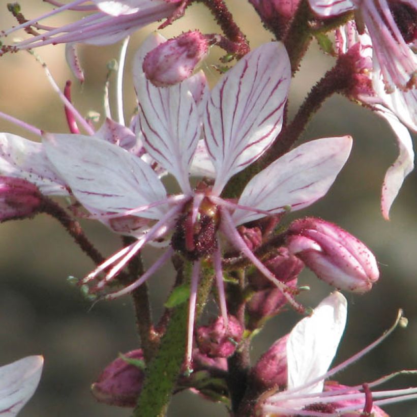 Dictamnus albus - Dittany (Flowering)