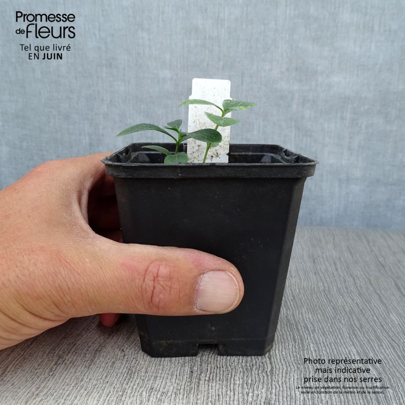 Dictamnus albus - Dittany 8/9 cm pot sample as delivered in summer