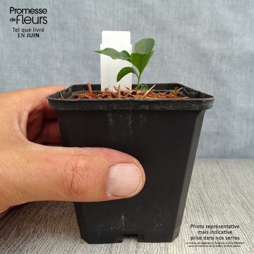Dictamnus albus var. purpureus - Dittany 8/9 cm pot sample as delivered in summer