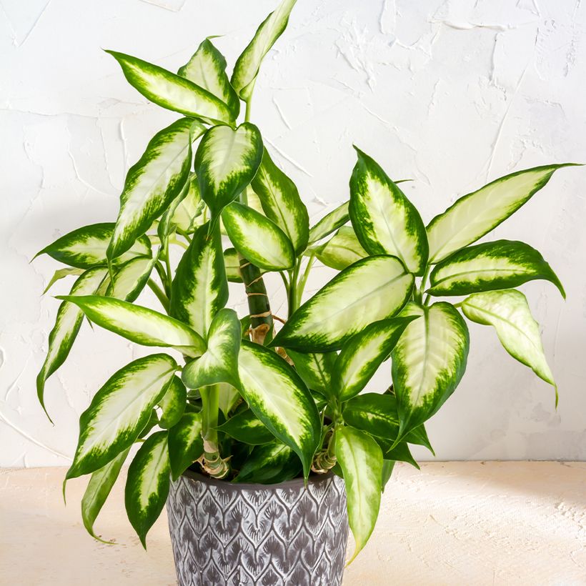 Dieffenbachia seguine Camilla - Dumb cane (Foliage)