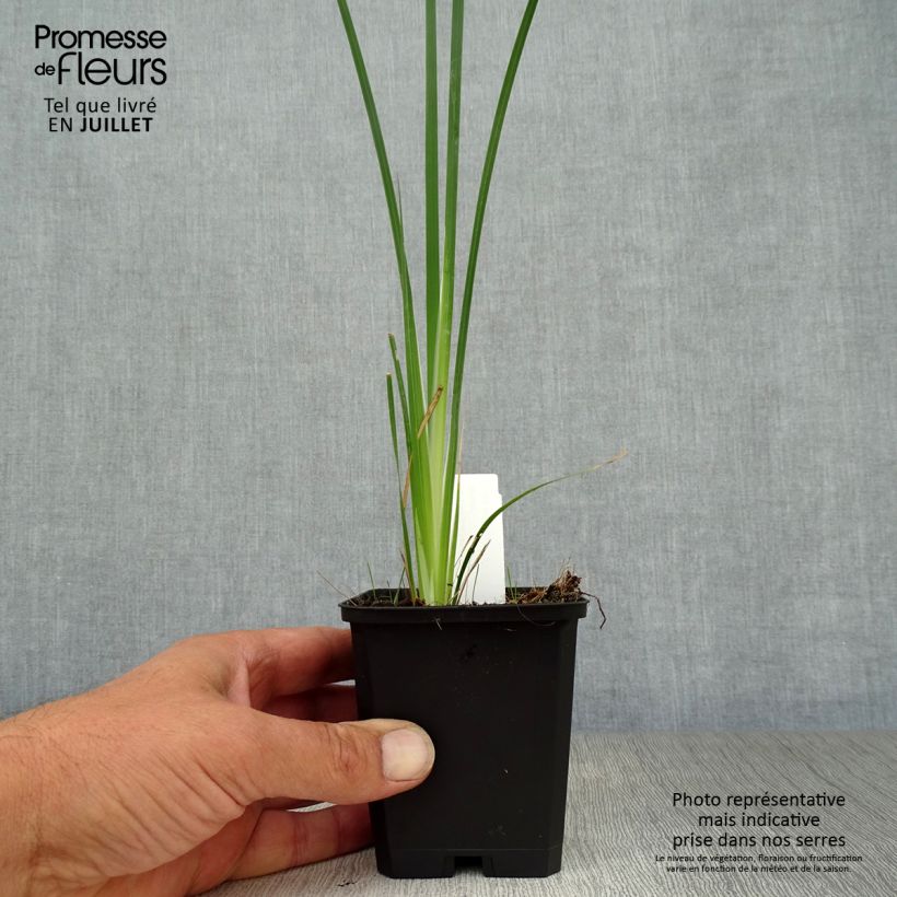 Dierama pulcherrimum Alba 8/9 cm pot sample as delivered in summer