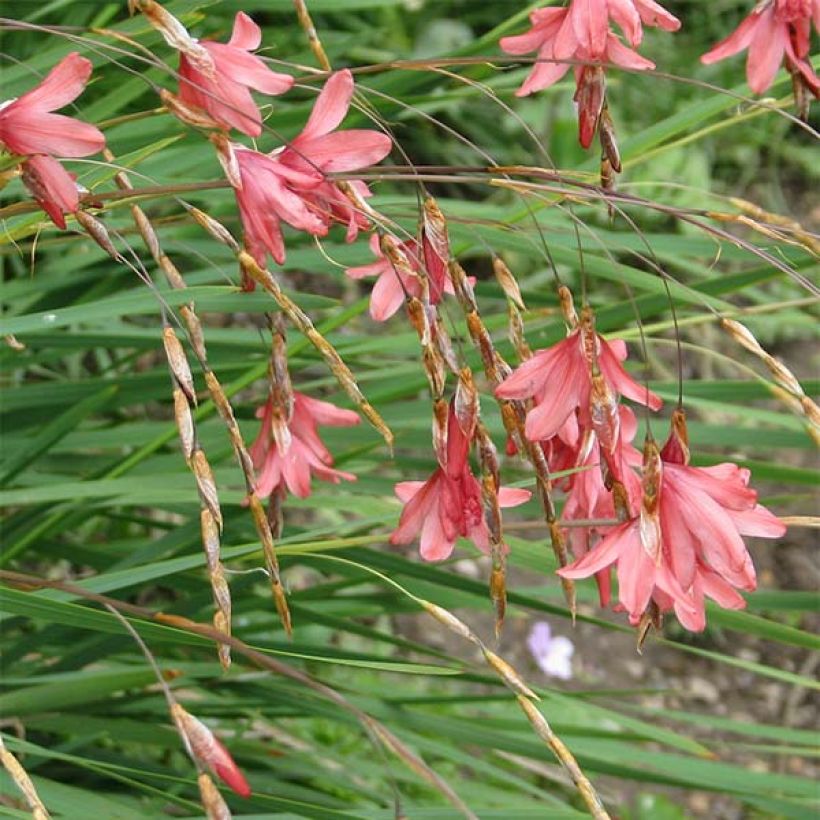 Dierama igneum (Flowering)