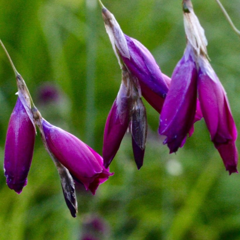 Dierama pulcherrimum Dark Cerise (Flowering)