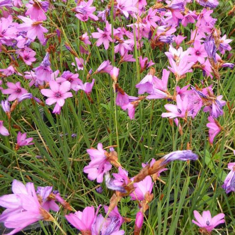 Dierama trichorhizum (Flowering)