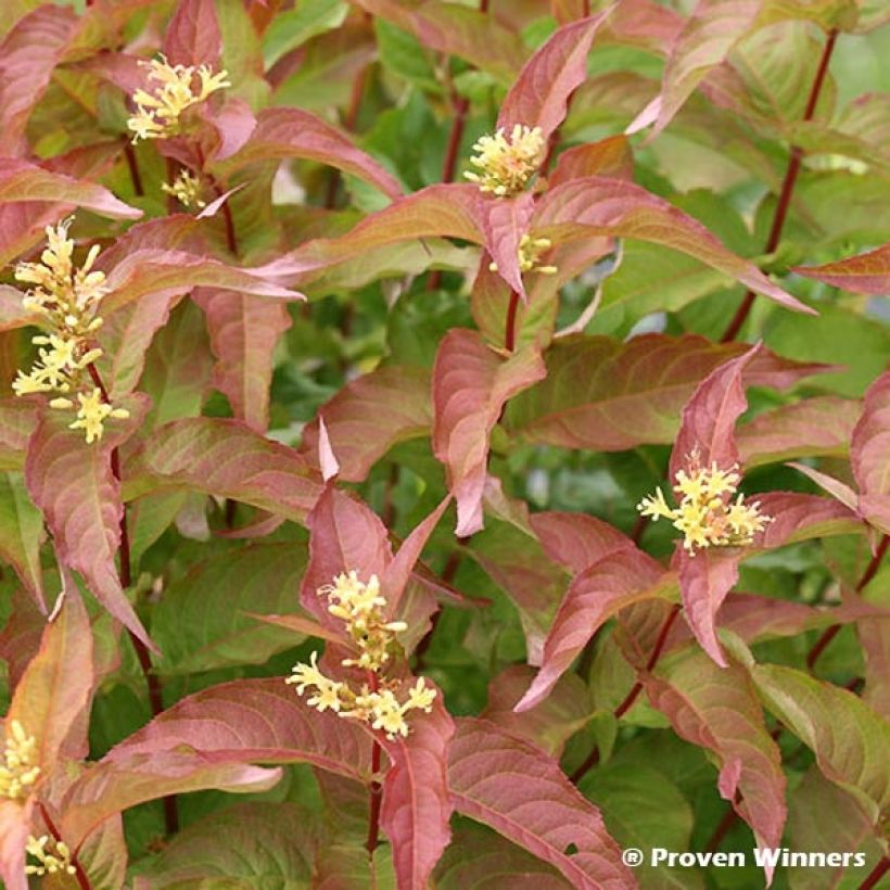 Diervilla splendens Kodiak Red (Foliage)