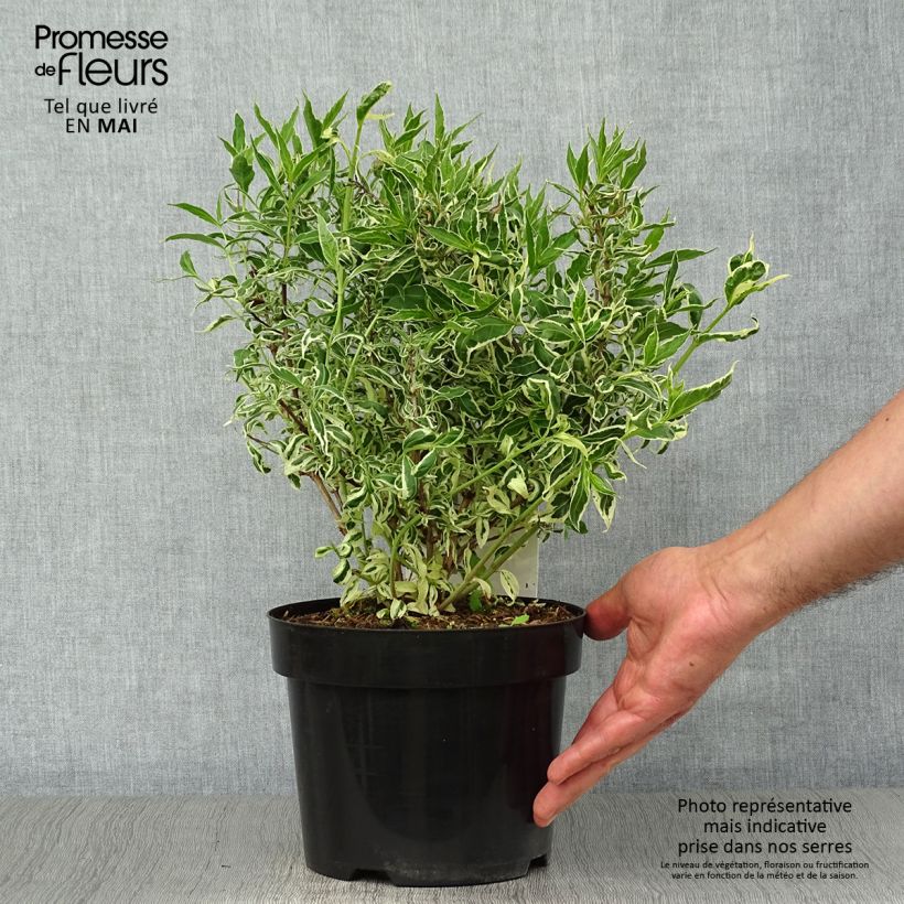 Diervilla sessilifolia Cool Splash en pot de 3/4L sample as delivered in spring