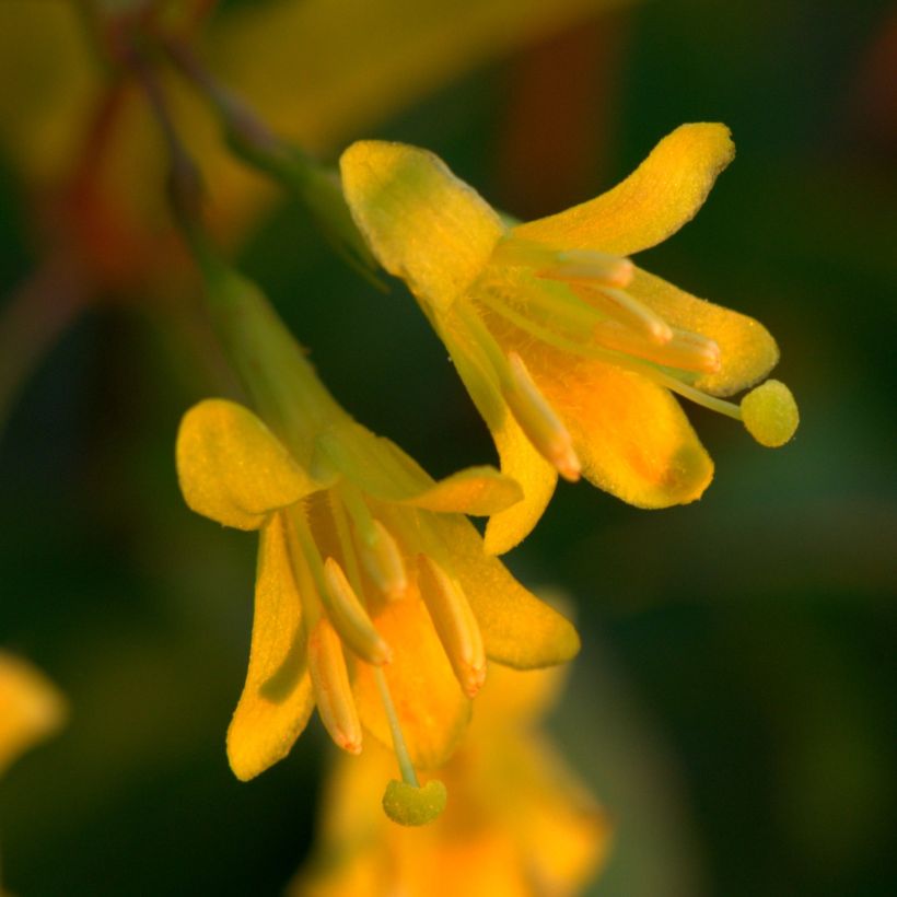 Diervilla splendens (Flowering)