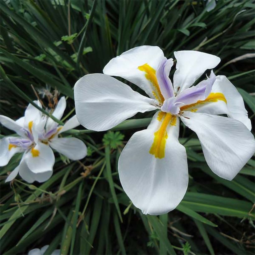 Dietes grandiflora (Flowering)