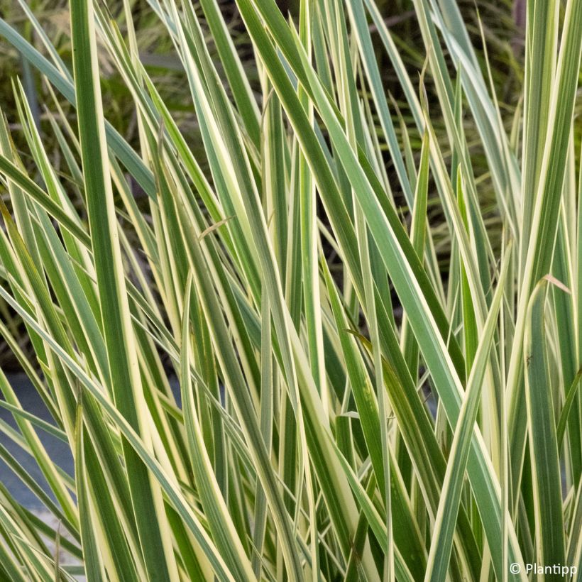 Dietes bicolor Milky Way - African Iris (Foliage)