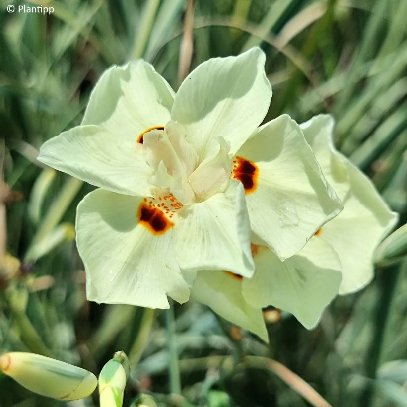 Dietes bicolor Milky Way - African Iris (Flowering)