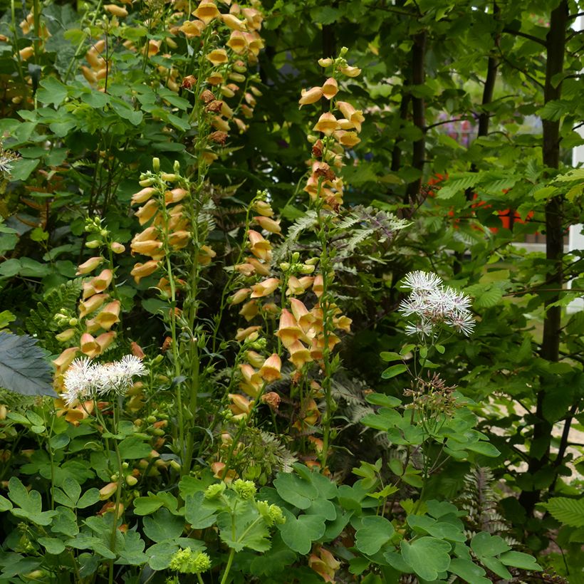 Digitalis Goldcrest - Foxglove (Plant habit)