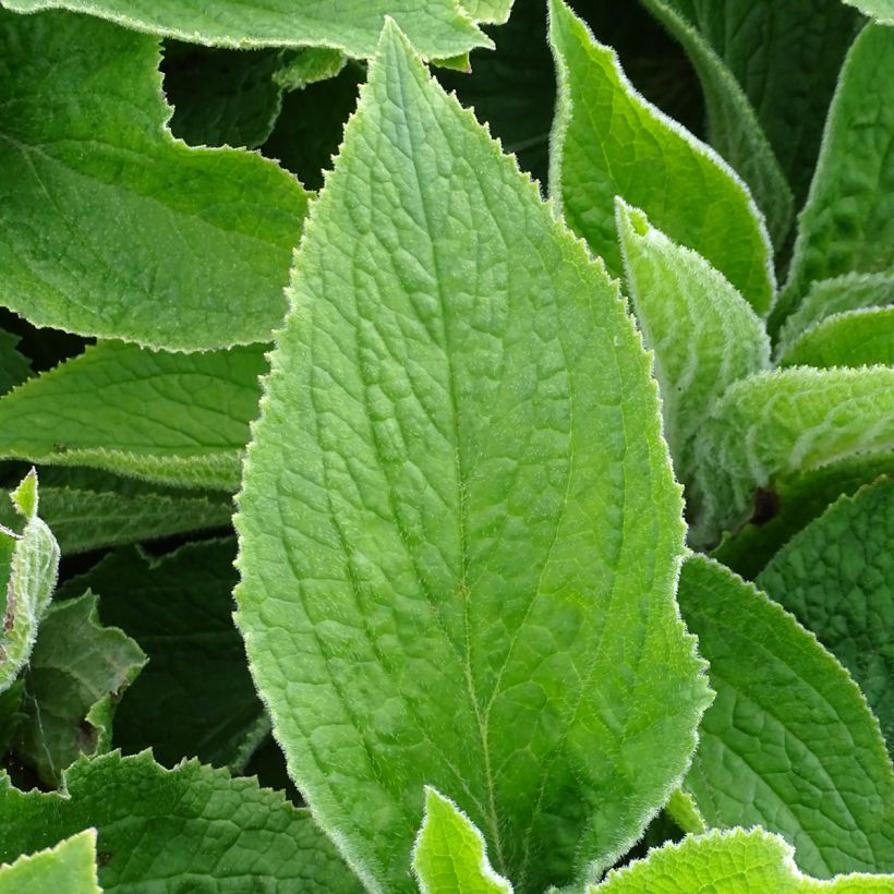 Digitalis x mertonensis - Foxglove (Foliage)