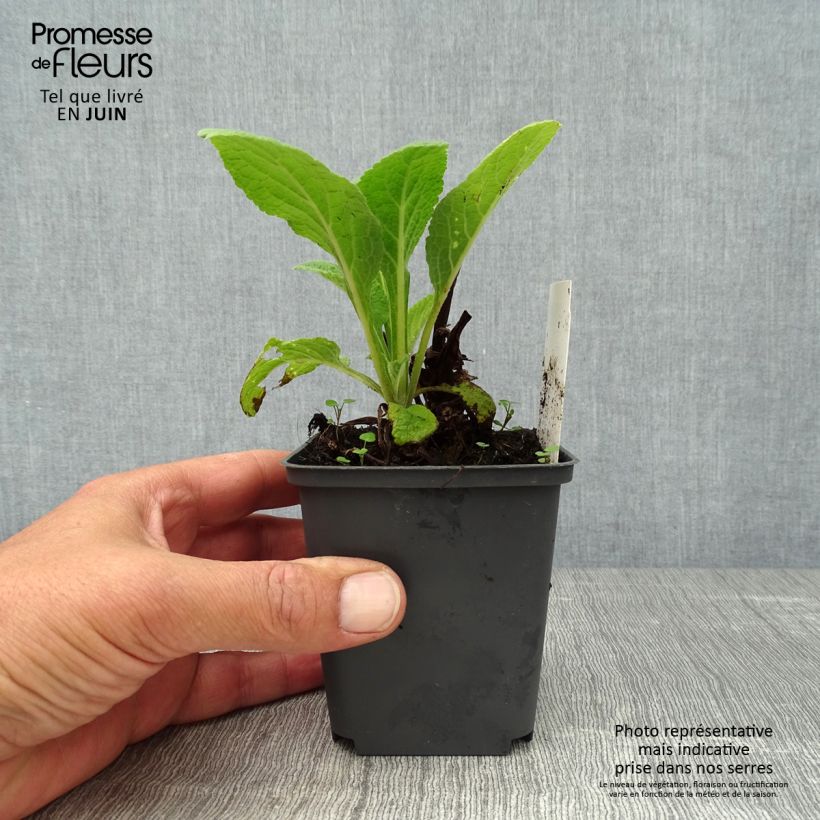 Digitalis purpurea Suttons Apricot - Foxglove 7/8 cm pot sample as delivered in summer