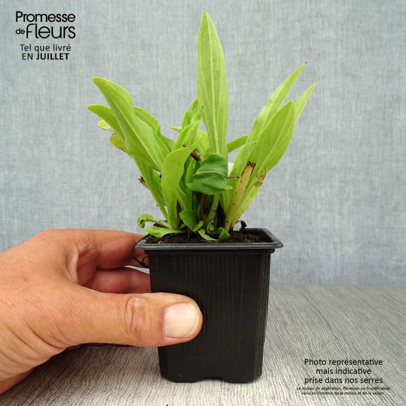 Digitalis grandiflora - Foxglove 8/9 cm pot sample as delivered in summer