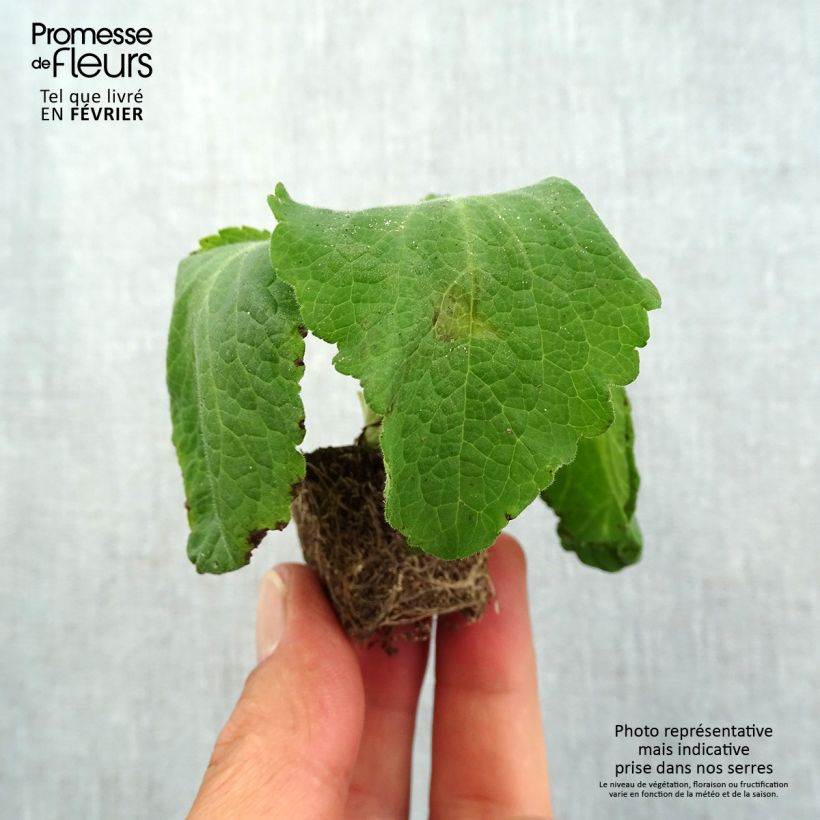 Digitalis purpurea Camelot Rose - Foxglove Plug plant 1.5/2.5 cm sample as delivered in autumn
