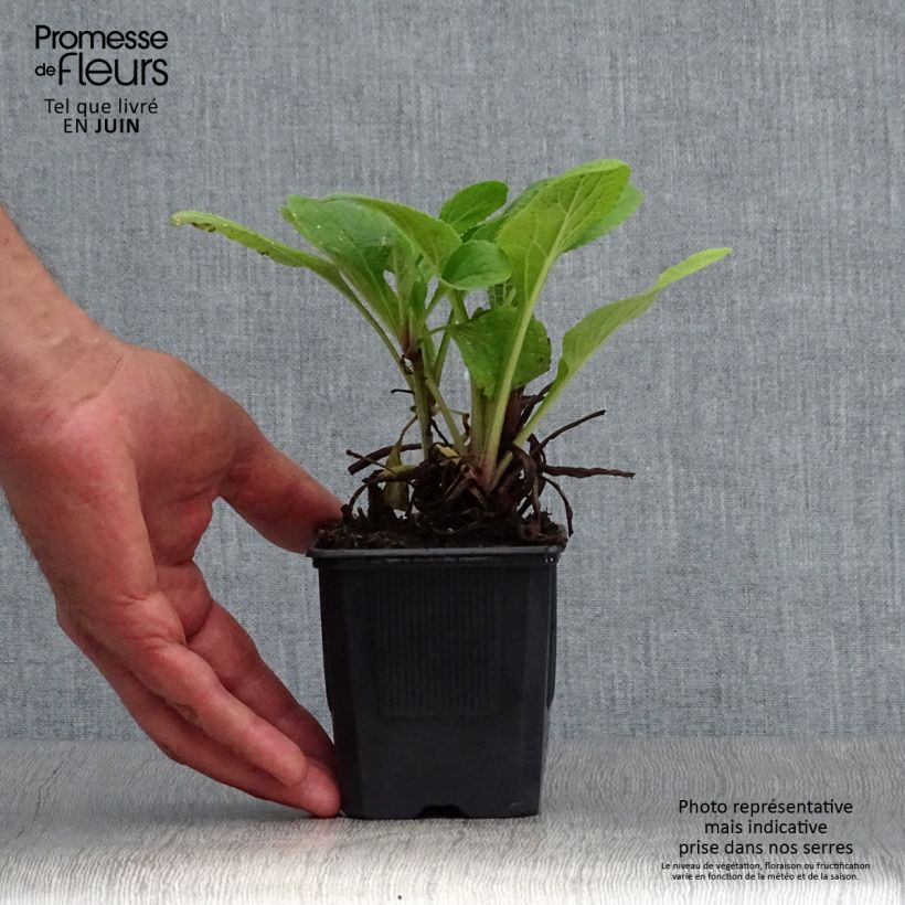 Digitalis purpurea Pams Choice - Foxglove 8/9 cm pot sample as delivered in summer