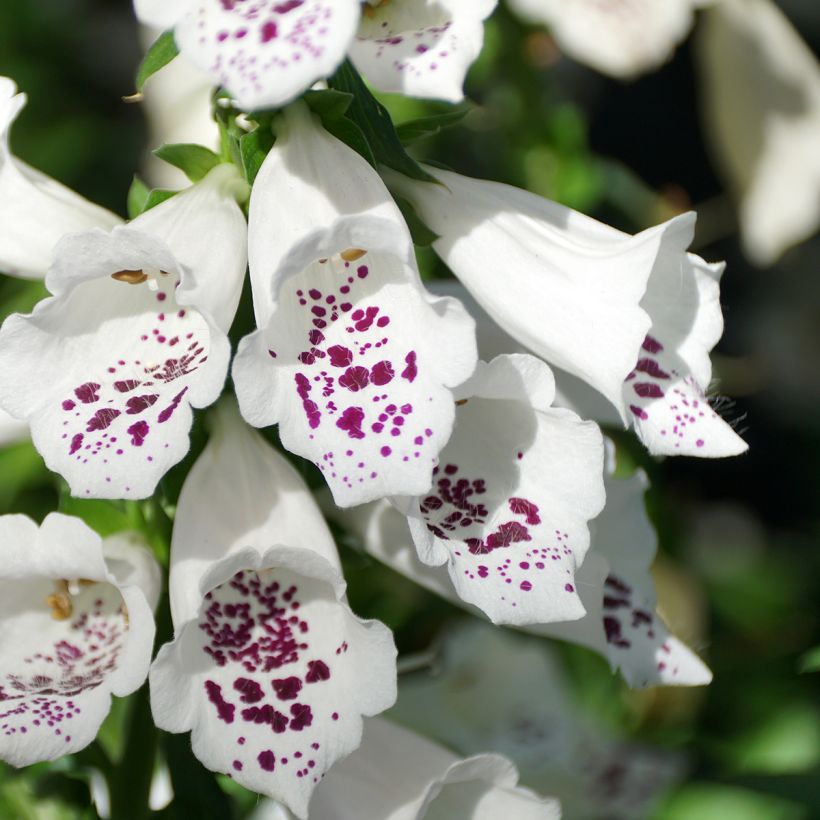 Digitalis purpurea Dalmatian White F1 - Foxglove (Flowering)
