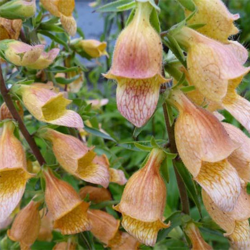 Digitalis Spice Island - Foxglove (Flowering)