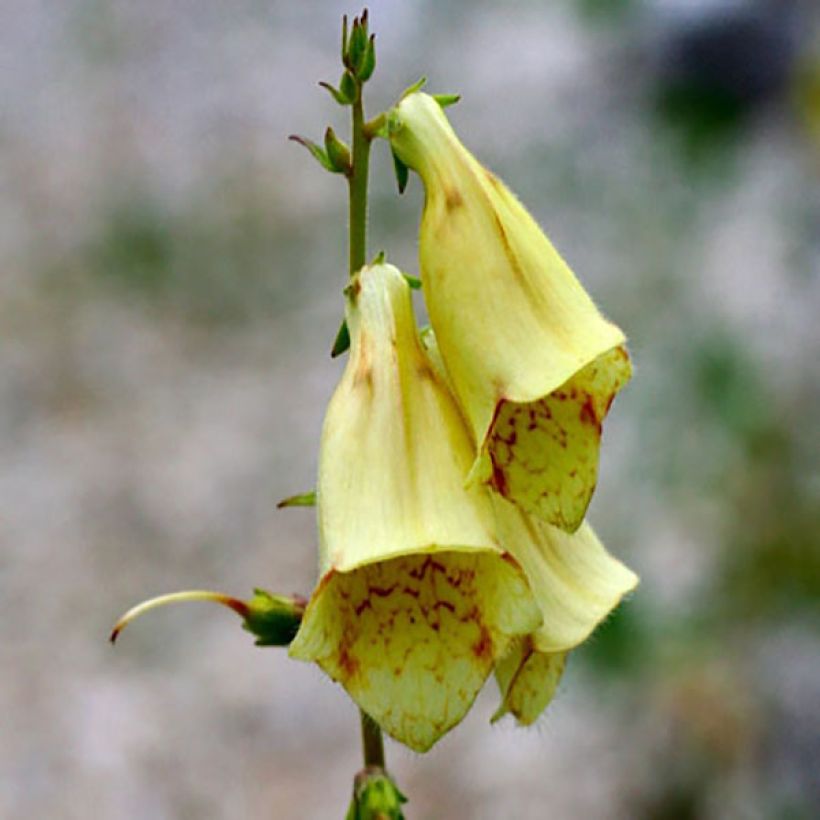 Digitalis grandiflora - Foxglove (Flowering)