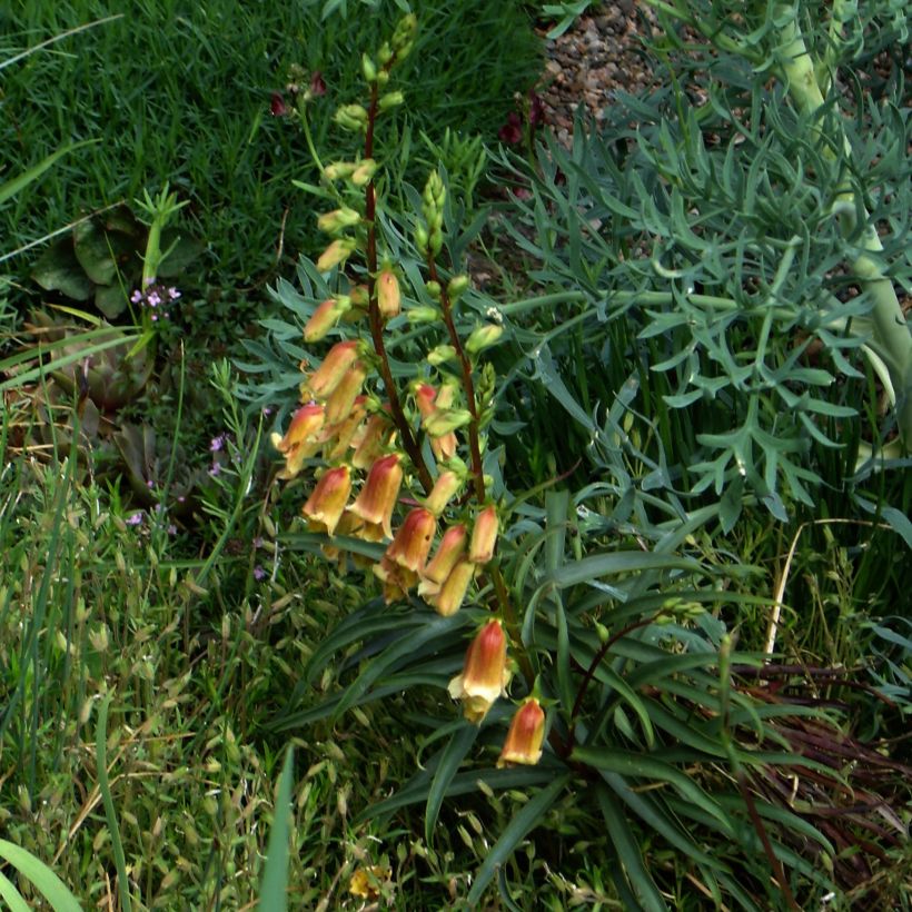 Digitalis obscura - Foxglove (Plant habit)