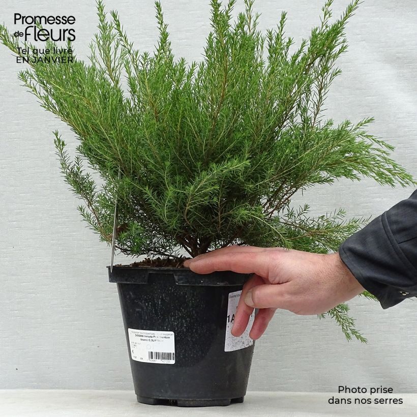 Diosma hirsuta Pink Fountain Pot de 2L/3L sample as delivered in winter