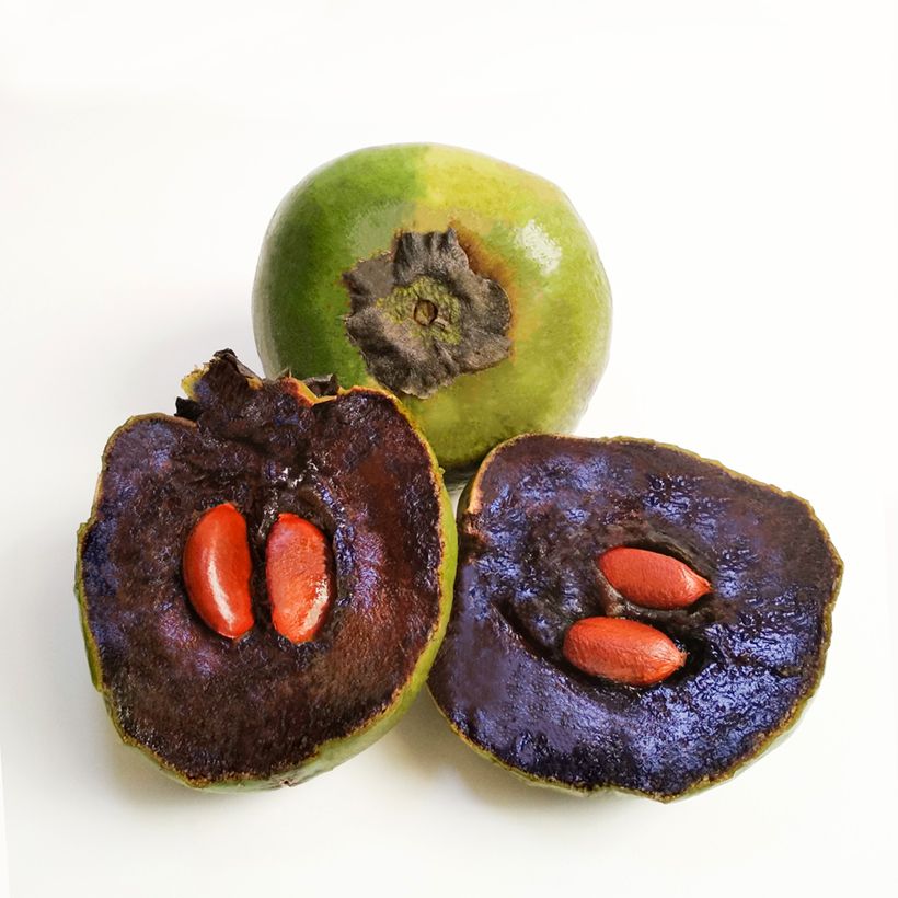 Diospyros digyna - Black sapote (Harvest)