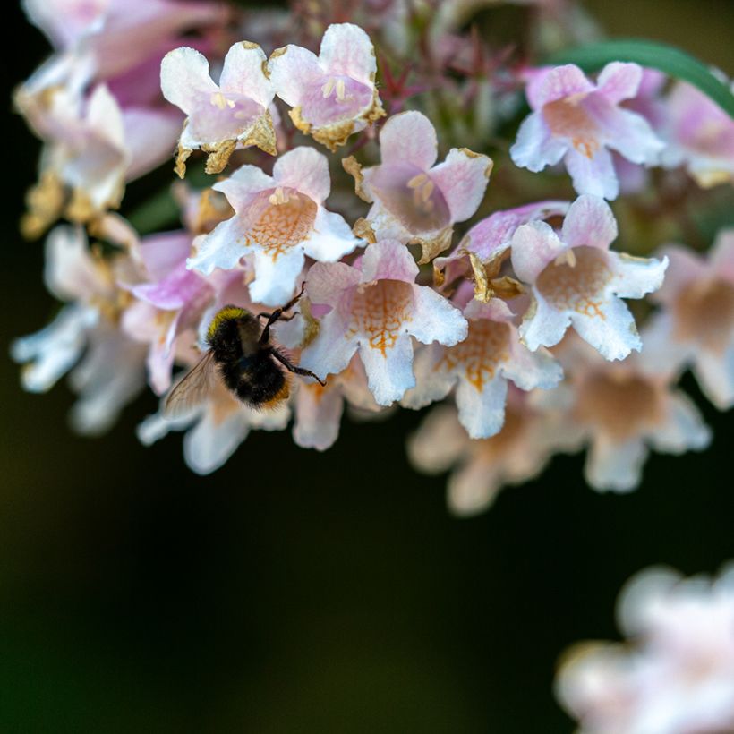Dipelta floribunda (Flowering)