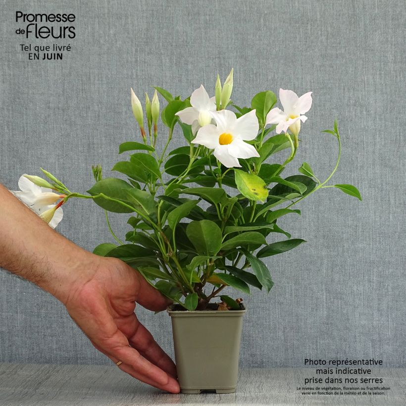 Dipladenia Diamantina Jade White 10cm/11cm pot sample as delivered in summer