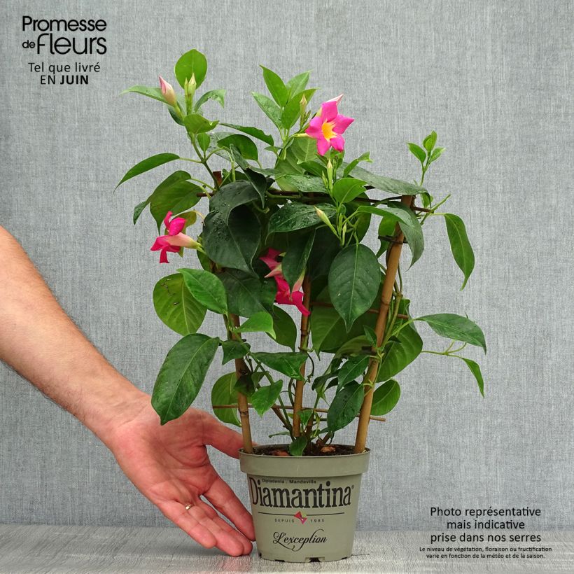 Dipladenia x sanderi Diamantina Quartz Pink & Yellow - Rocktrumpet 1L/1.5L potShipped height around 50cm sample as delivered in summer