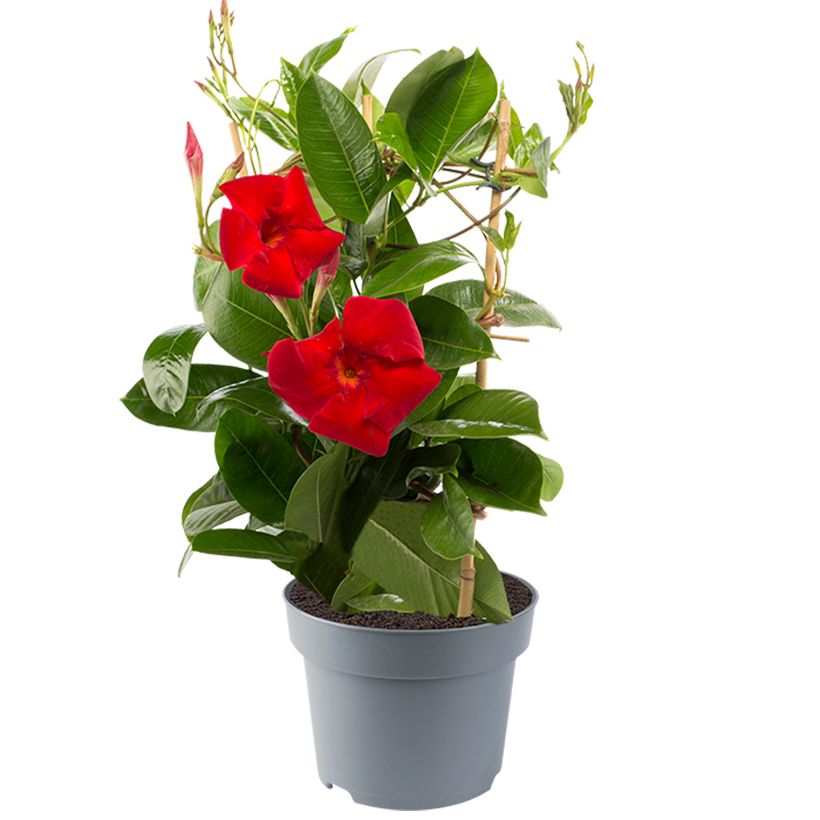 Mandevilla sanderi Diamantina Jade XXL Red (Plant habit)