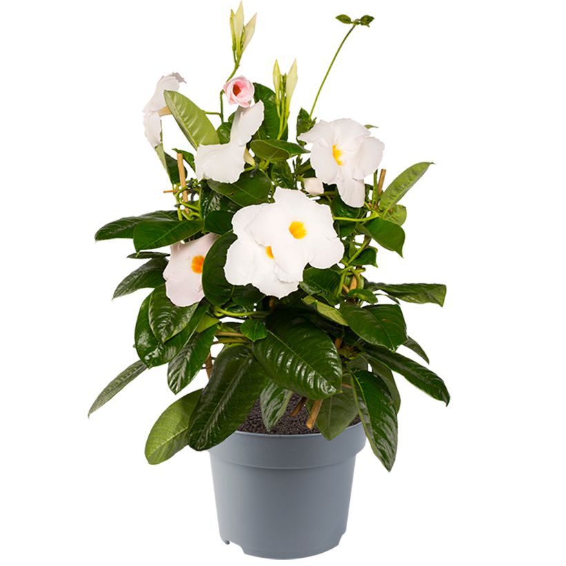 Mandevilla sanderi Diamantina Jade XXL White (Plant habit)