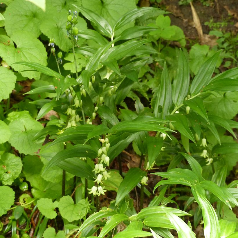 Disporopsis pernyi (Plant habit)