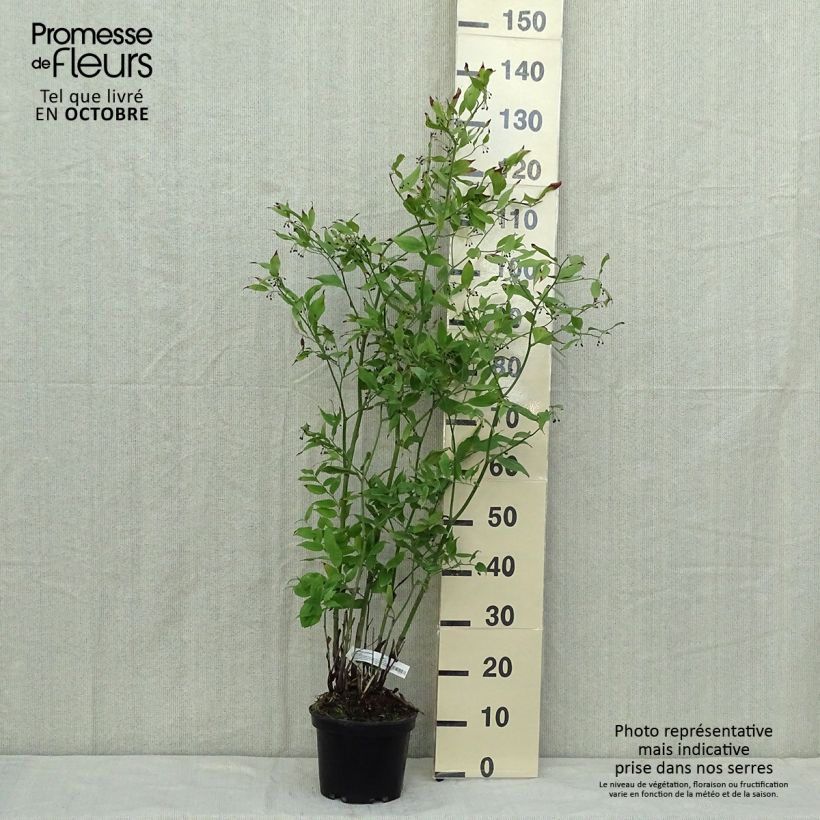 Disporum cantoniense Green Giant 3L/4L pot sample as delivered in autumn