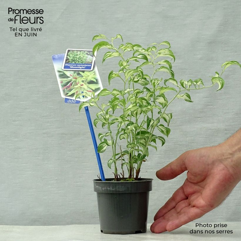 Disporum cantoniense Moonlight 8/9 cm pot sample as delivered in summer