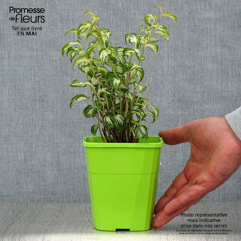 Disporum cantoniense Moonlight - Pot de 1.5L/2L sample as delivered in spring