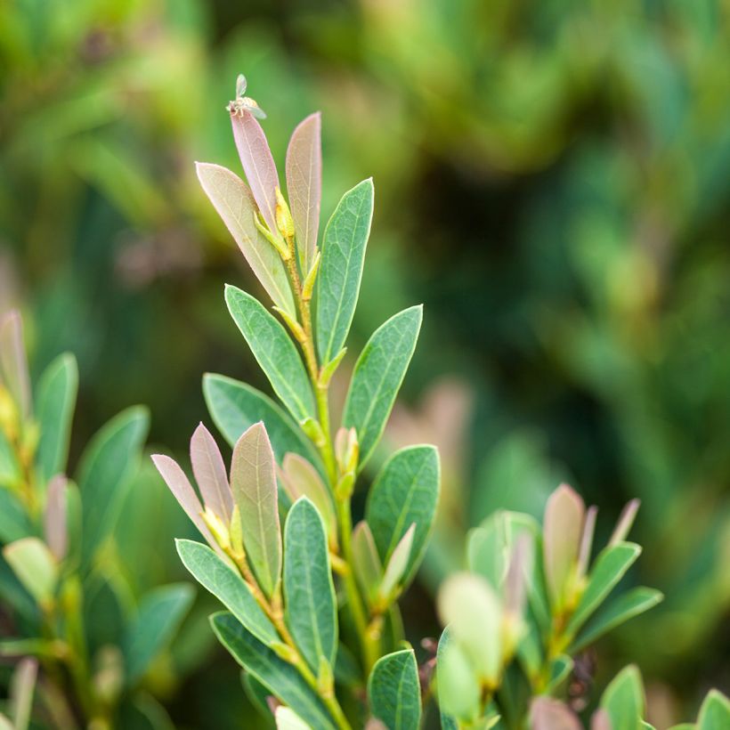 Distylium Cinnamon Girl (Foliage)