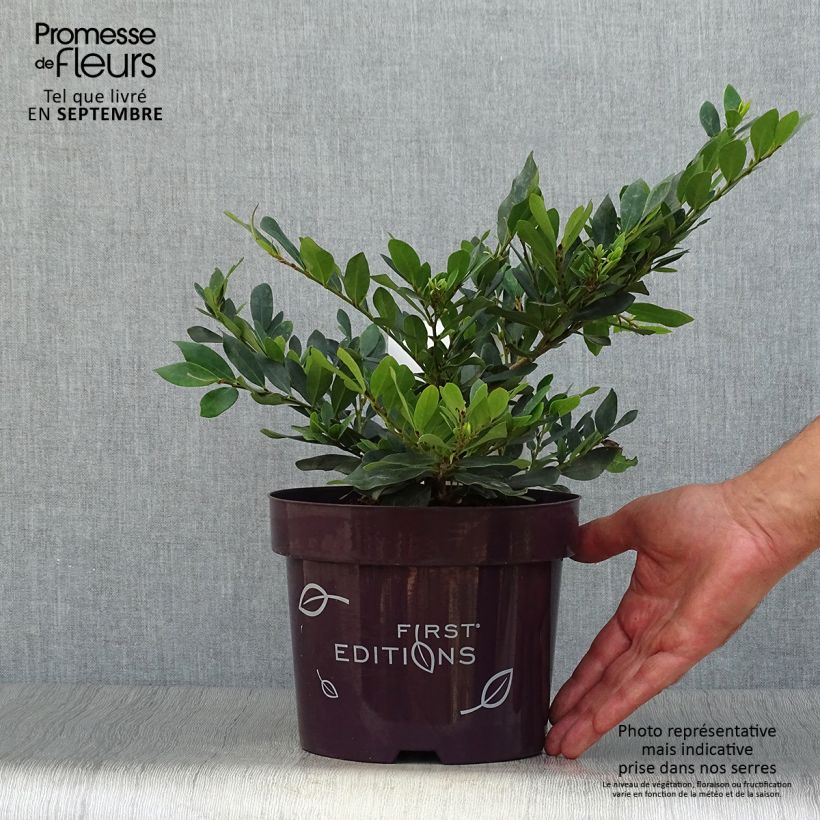 Distylium Coppertone 2L/3L pot sample as delivered in autumn