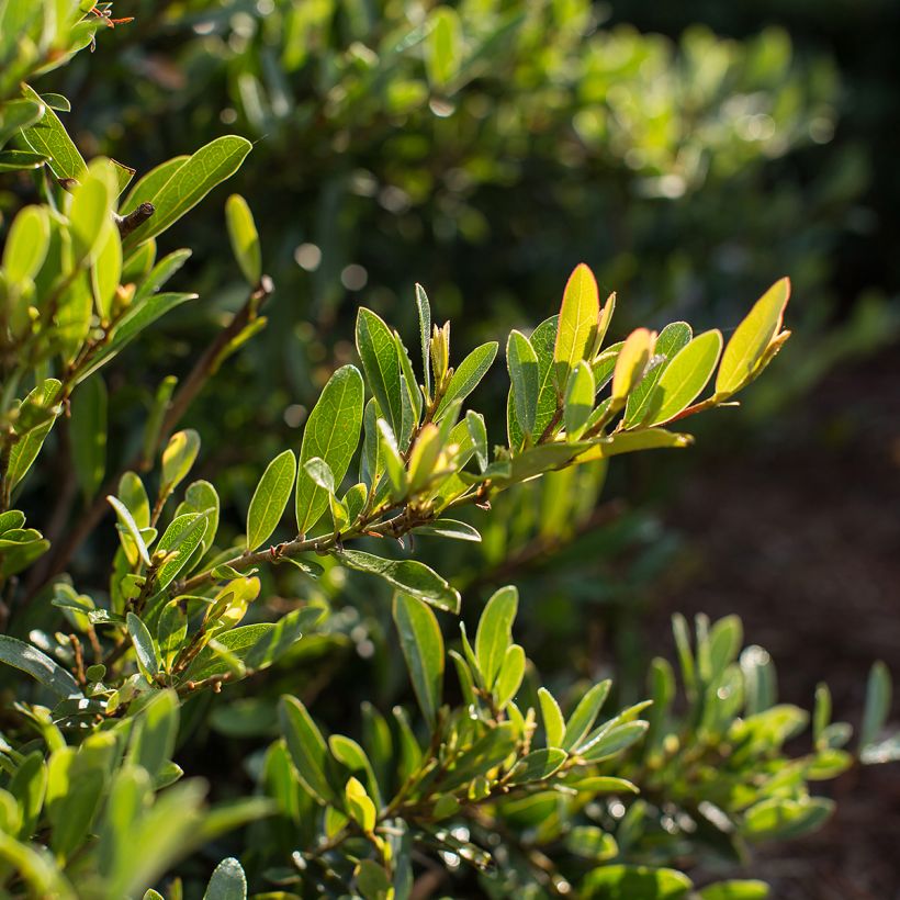 Distylium Swing Low (Foliage)