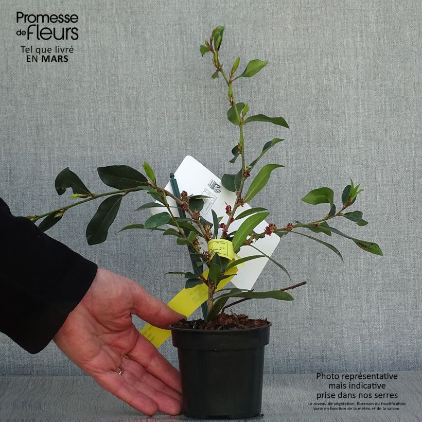 Distylium myricoides (x) racemosus Vintage Jade 8/9 cm potShipped height around 15/20cm sample as delivered in spring