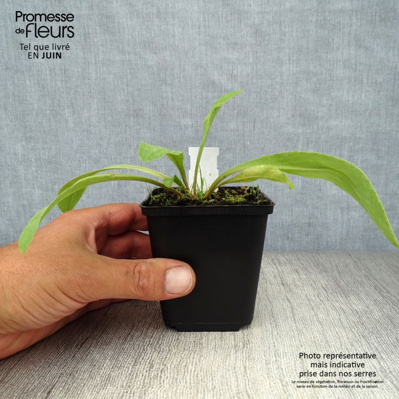 Dodecatheon meadia -  Gyroselle de Virginie Godet de 9cm sample as delivered in summer
