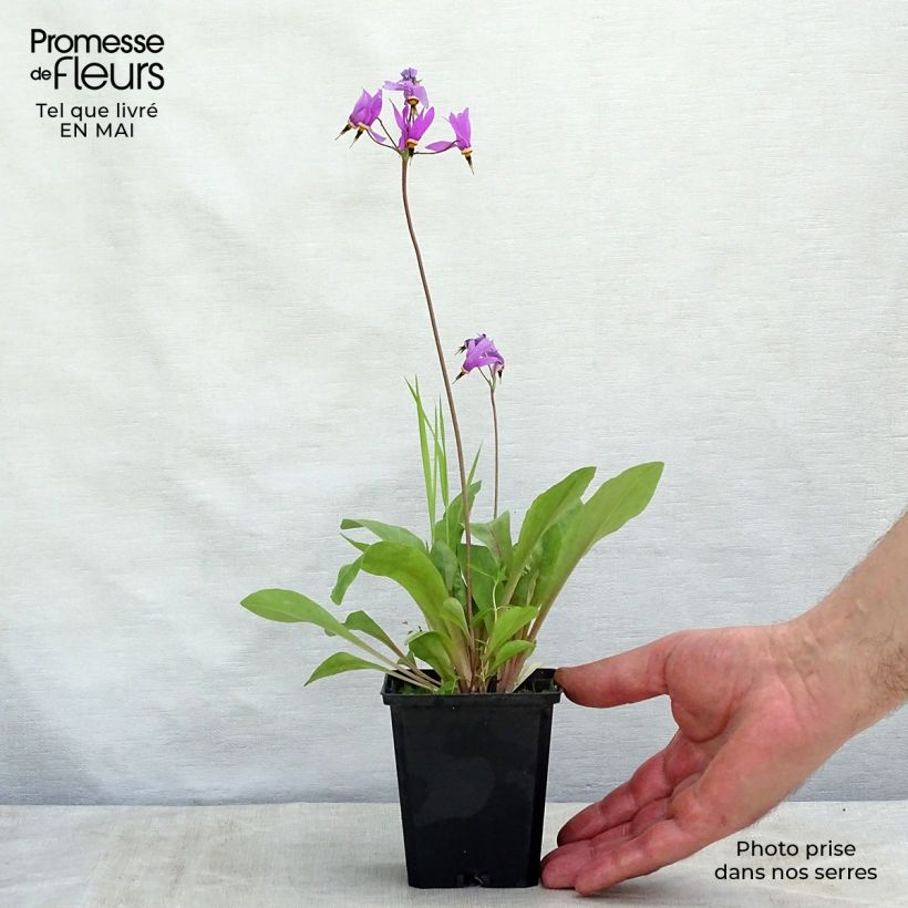 Dodecatheon meadia Queen Victoria sample as delivered in spring