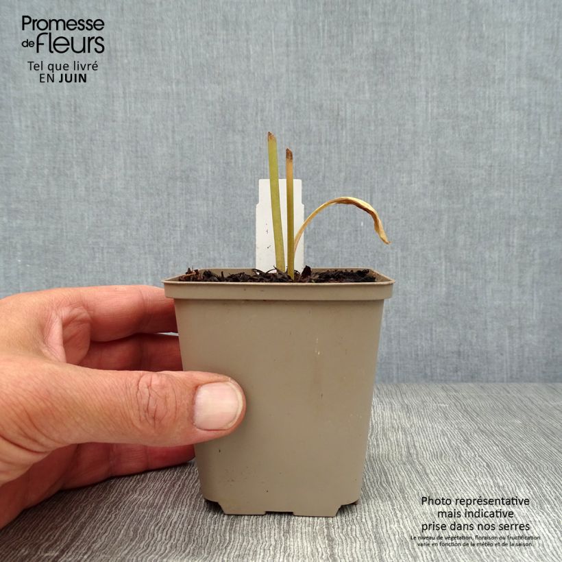 Dodecatheon meadia Queen Victoria Godet de 9cm sample as delivered in summer