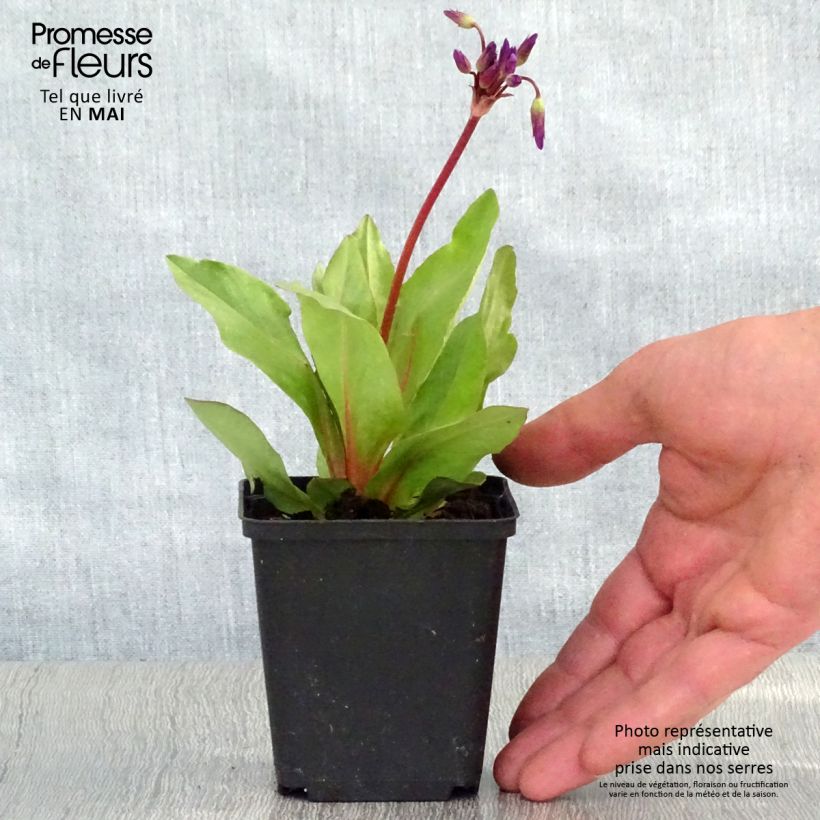 Dodecatheon pulchellum subsp. pulchellum Red Wings 8/9 cm pot sample as delivered in spring