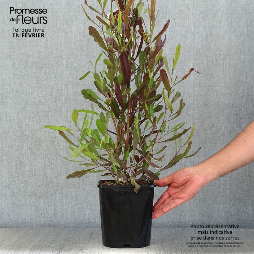 Dodonaea viscosa Purpurea - Dodonée visqueuse Pot de 3L/4L sample as delivered in autumn