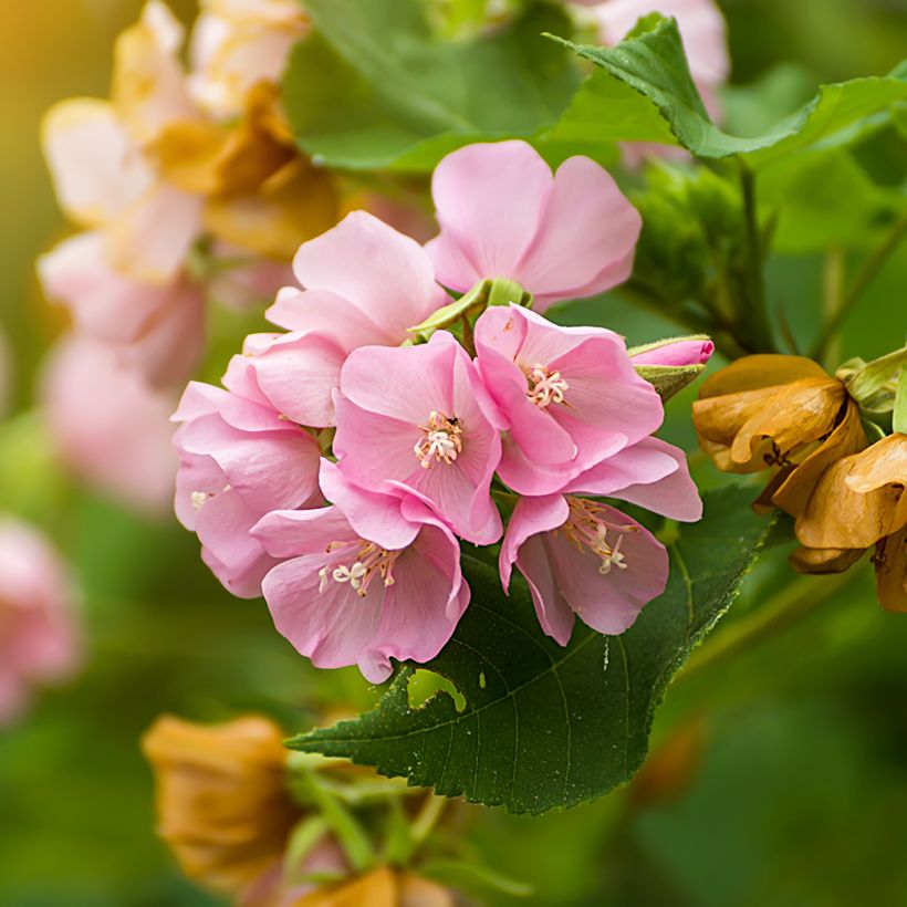 Dombeya x cayeuxii (Flowering)