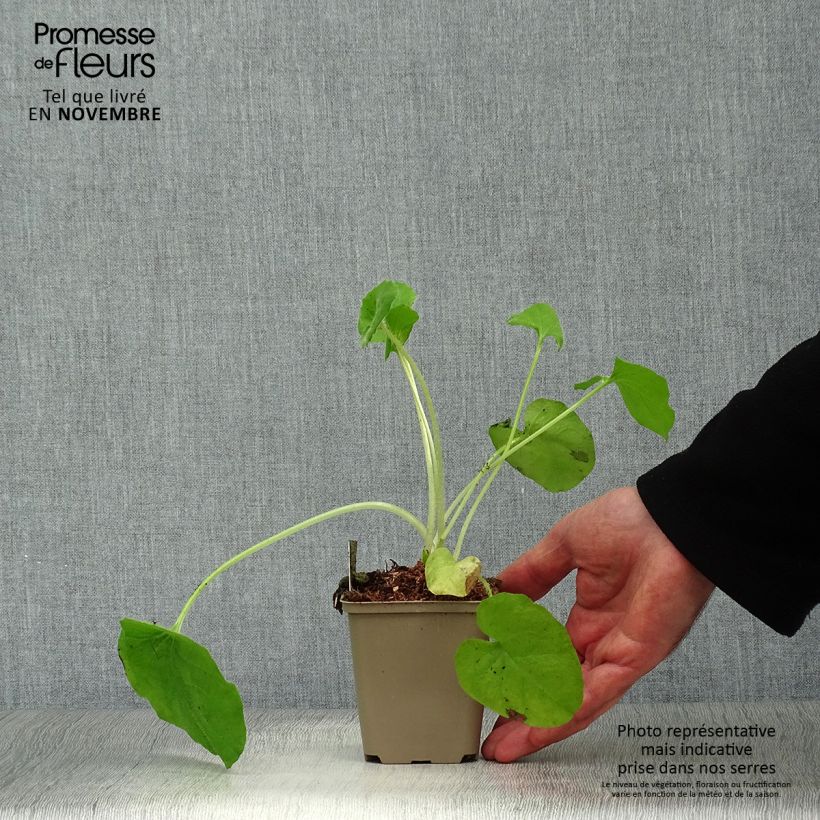 Doronicum pardalianches 8/9 cm pot sample as delivered in autumn