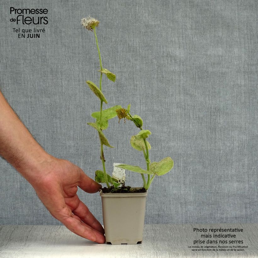 Doronicum pardalianches 8/9 cm pot sample as delivered in summer