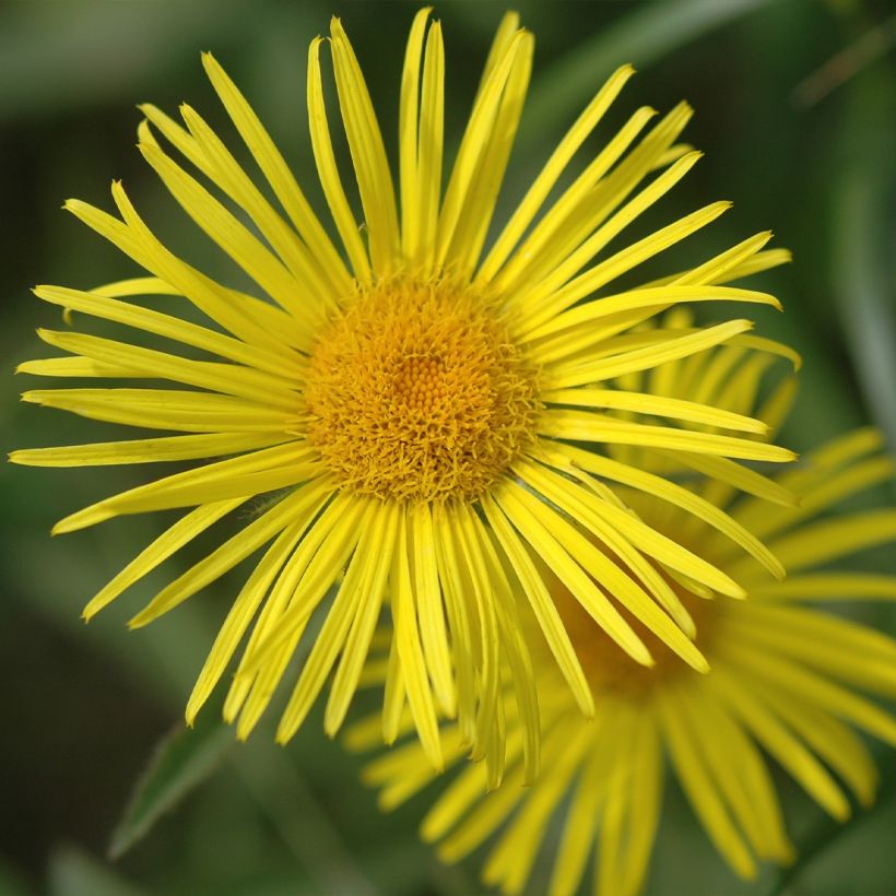 Doronicum Finesse (Flowering)